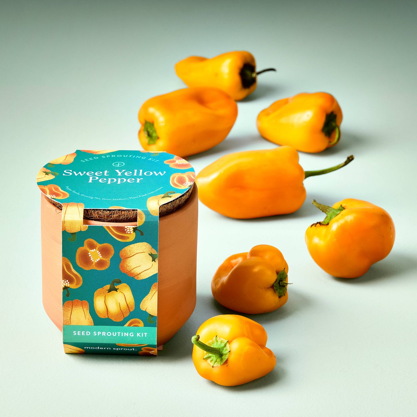 Tiny Terracotta Seed Sprouting Kit