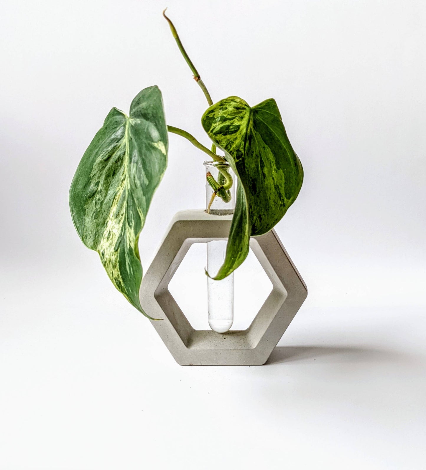 Concrete Propagation Station