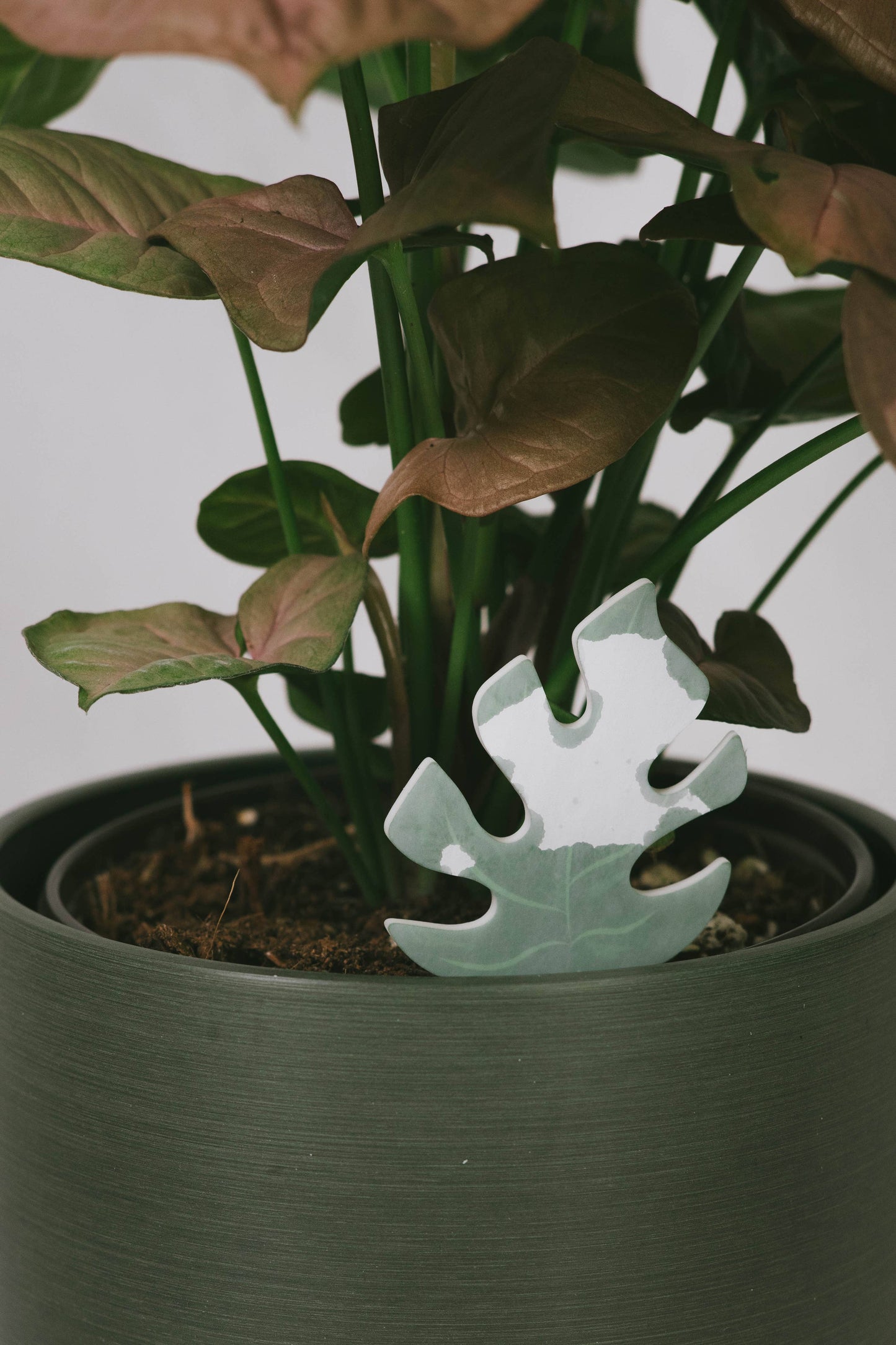 Color-Change Houseplant Water Meter
