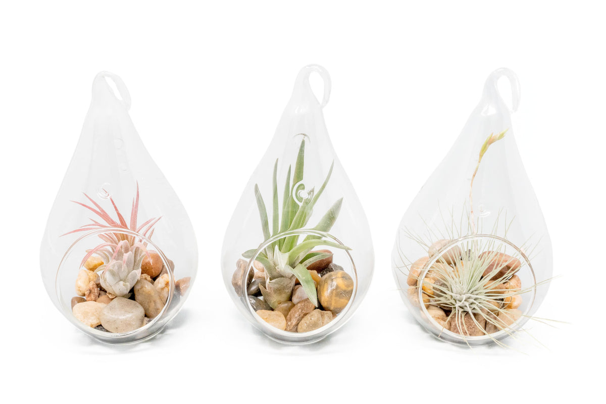 Airy Teardrop Terrarium with Stones and Air Plant