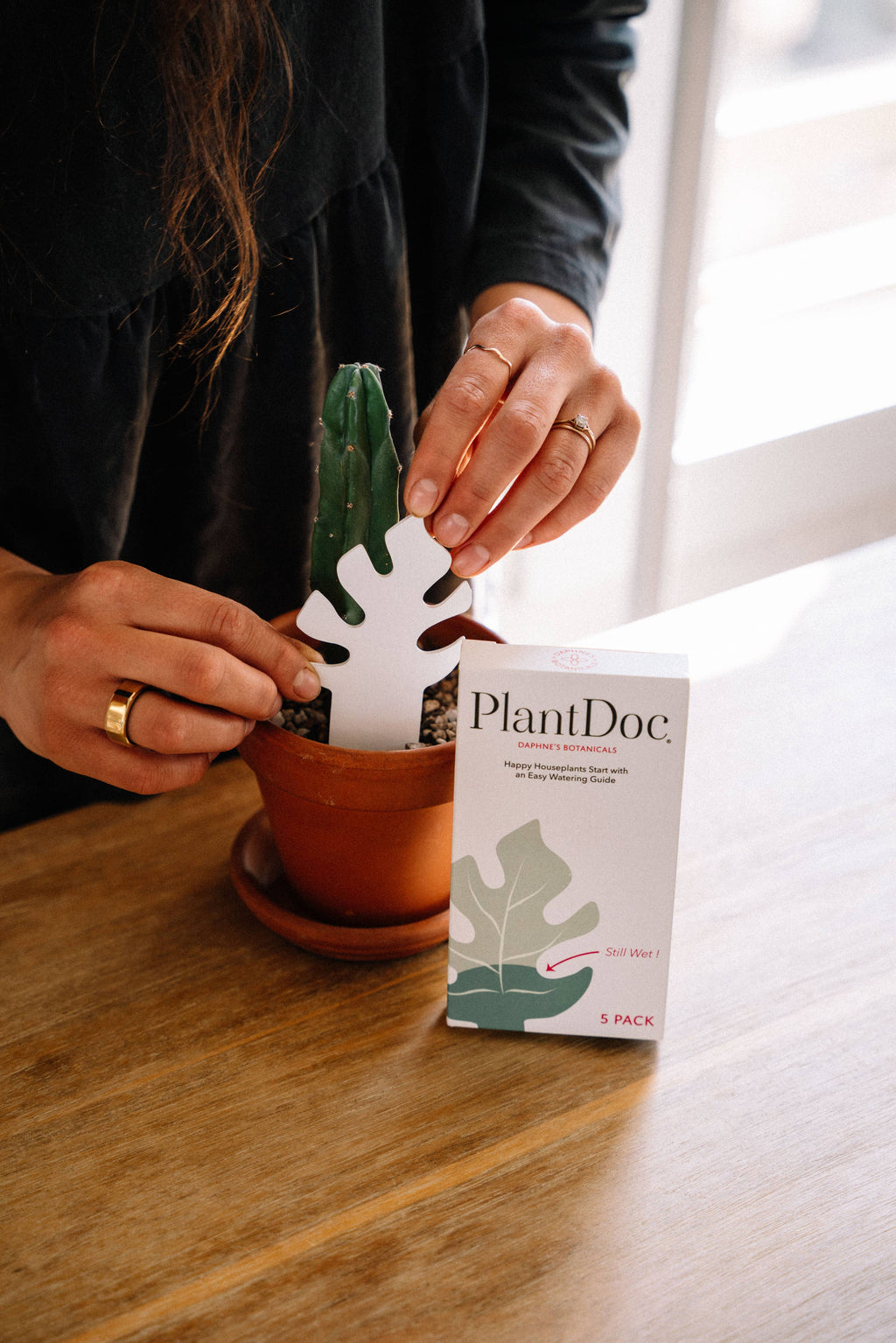 house plant water indicator Color-Change Houseplant Water Meter – The Trove