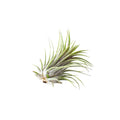 Tillandsia Ionantha Rubra Air Plant