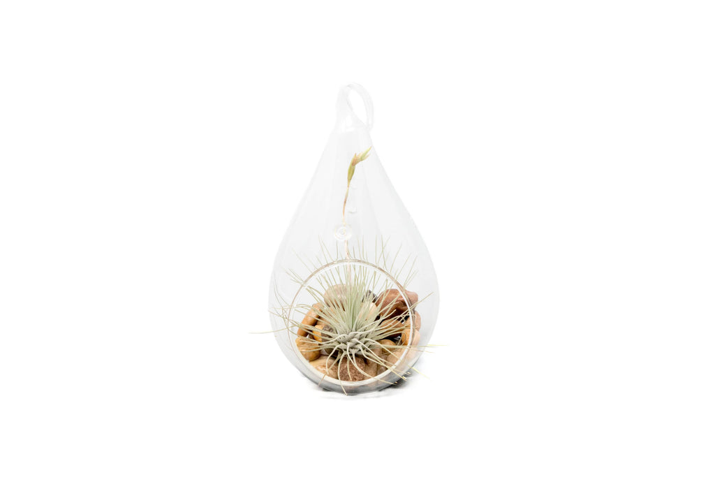 Airy Teardrop Terrarium with Stones and Air Plant