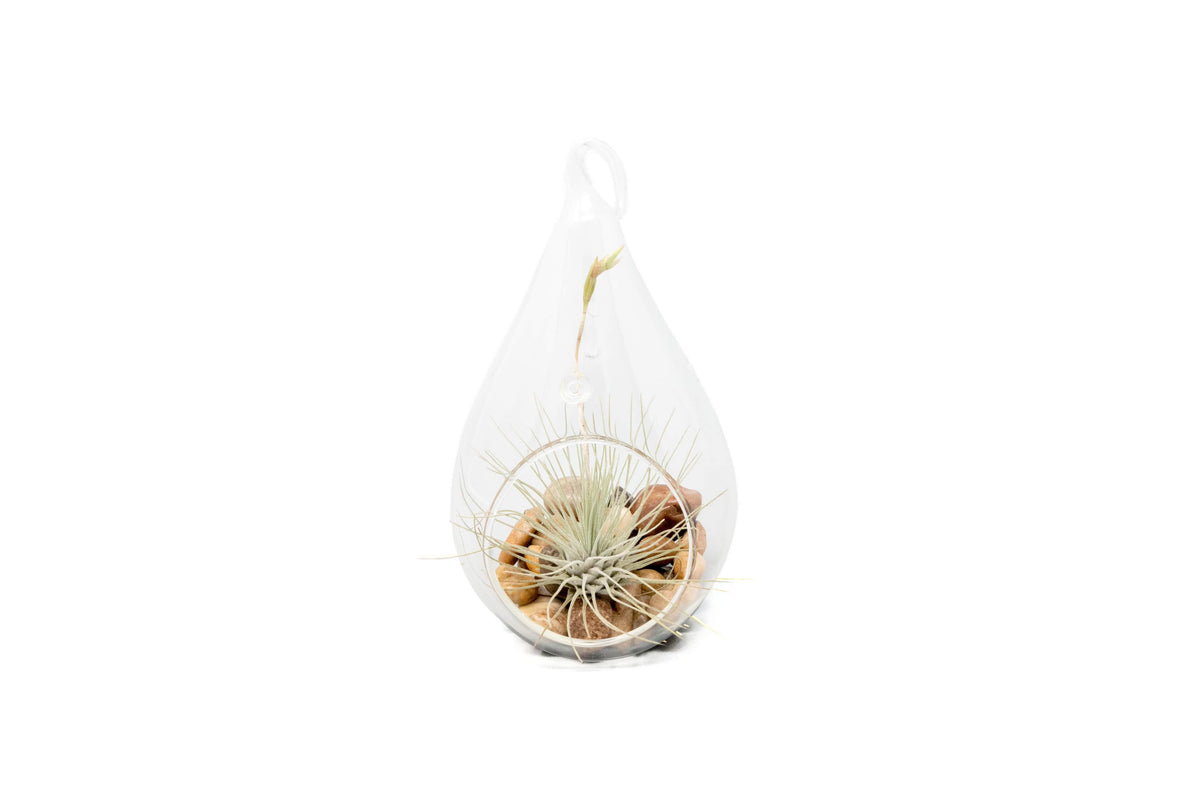Airy Teardrop Terrarium with Stones and Air Plant