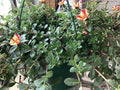 Striped Purslane