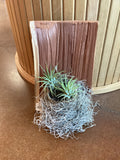 Bird nest planter with air plant
