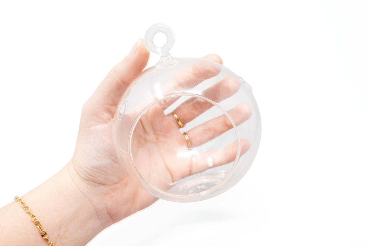 Hanging Flat Bottom Glass Globe Stunning Terrarium Sets