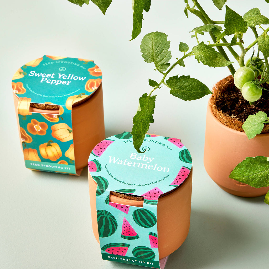 Tiny Terracotta Seed Sprouting Kit
