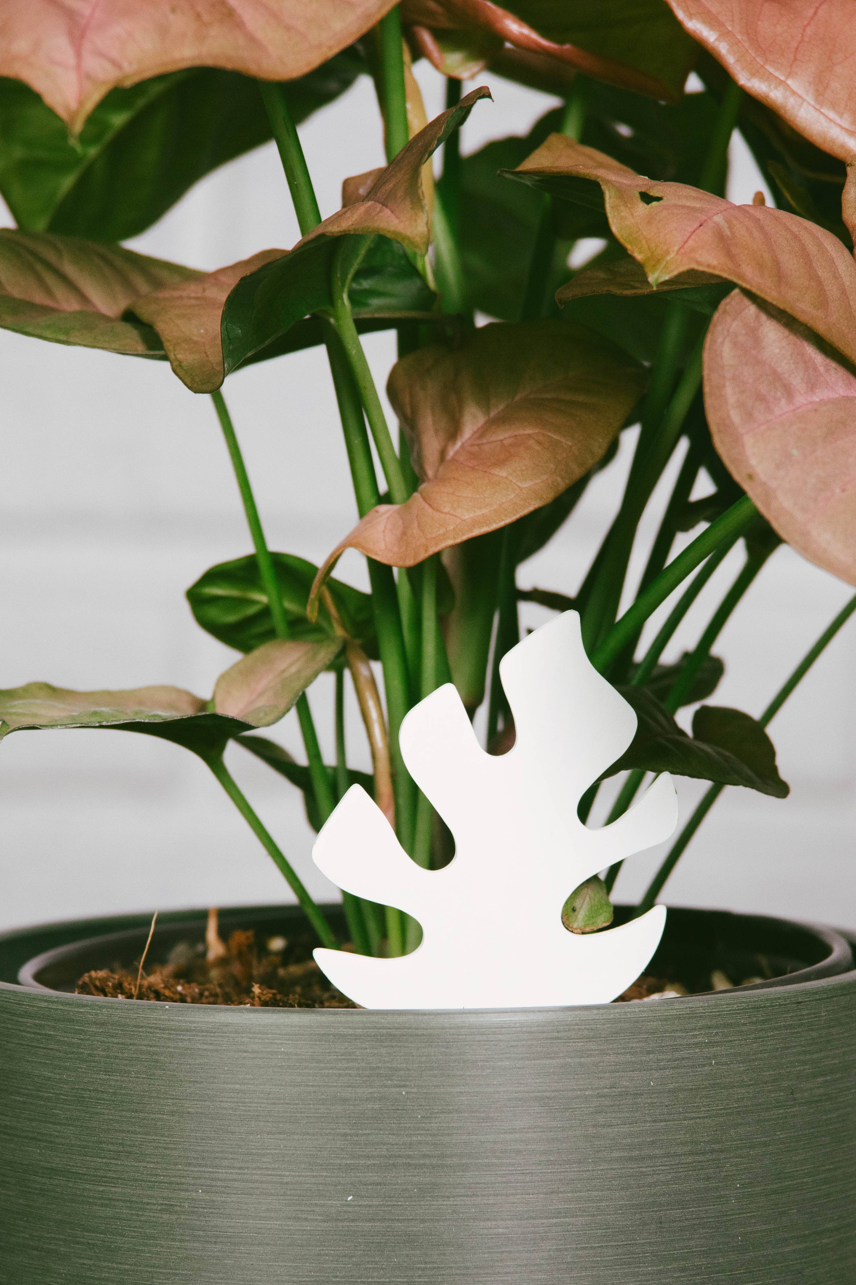 Color-Change Houseplant Water Meter