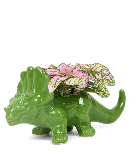 Dinosaur Succulent Planters